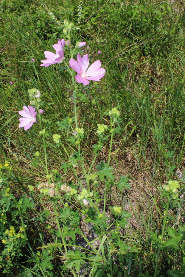 Malva alcea
